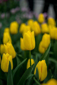 Close-up of yellow tulips