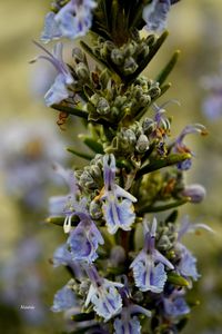 Close-up of purple flowers