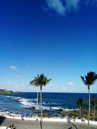 Palm trees on beach against blue sky