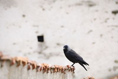 Bird perching on wall