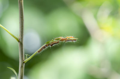 Close-up of plant