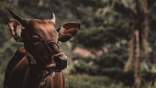 Portrait of a cow