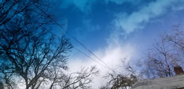 Low angle view of trees against blue sky