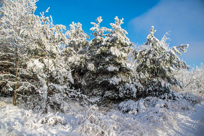 Snow covered plants against blue sky
