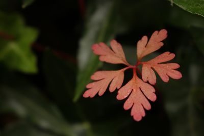 Close-up of red flowering plant against blurred background