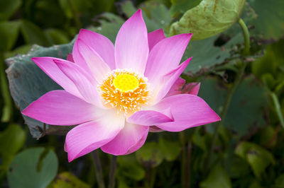 High angle view of pink lotus water lily in pond
