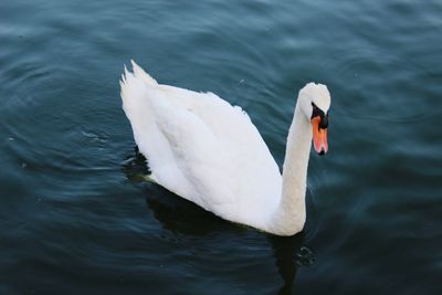 Swan floating on lake