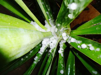 Close-up of water drops on leaf