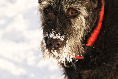 Dog in snow