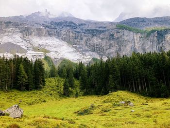 Panoramic view of pine trees and mountains against sky