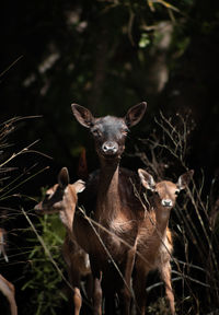 Female fallow deer and fawns coming out of the woods