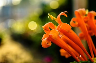 Close-up of orange flowers blooming outdoors