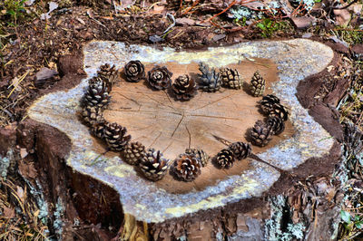 Close-up of snake on tree trunk