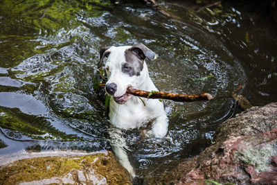 High angle view of dog in lake