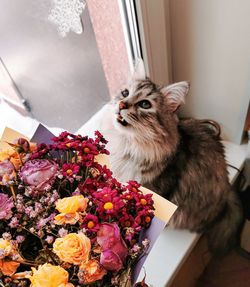 High angle view of cat by potted plant