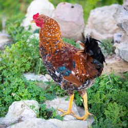 View of a bird on land