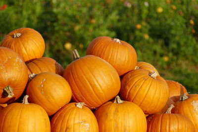 Close-up of pumpkins