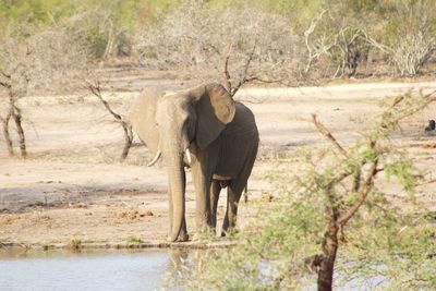 Elephant walking in a farm