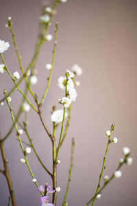 Close-up of white cherry blossoms in spring