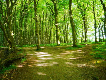 Trees in forest