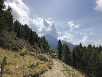 Scenic view of pine trees against sky