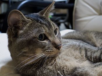 Close-up of cat relaxing at home