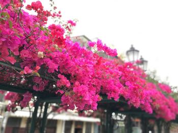 Low angle view of pink flowers blooming against sky