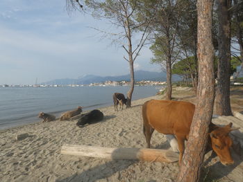 View of a horse on beach