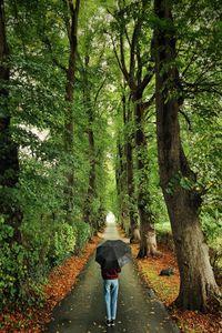 Rear view of man walking in forest