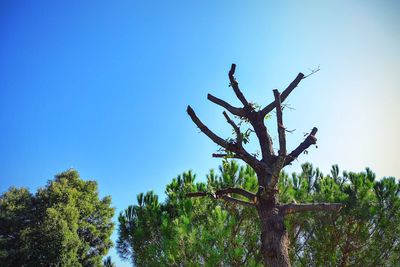 Low angle view of trees against blue sky