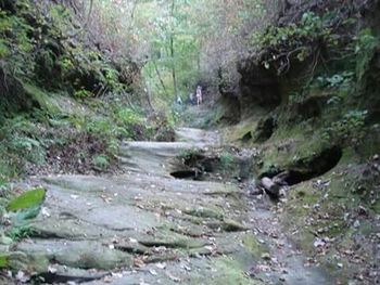 Stream flowing through forest