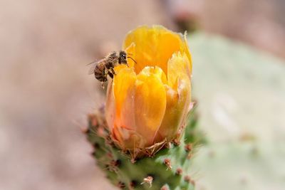 Close-up of bee on yellow flower