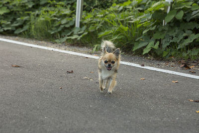 Portrait of dog running on road in city