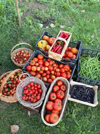 Vegetables in baskets, harvesting vegetables from the garden, various types of tomatoes, green beans