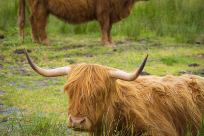 Close up scottish highland cow
