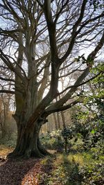 Low angle view of tree against sky