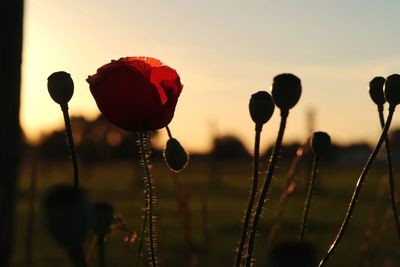 Close-up of poppy blooming against sky during sunset