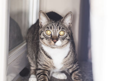Close-up portrait of tabby cat at home