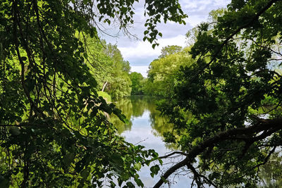 Reflection of trees in lake against sky