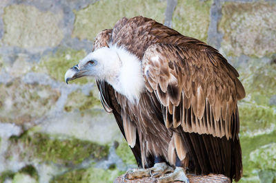 Close-up of vulture perching outdoors