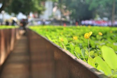 Close-up of flowering plants on footpath