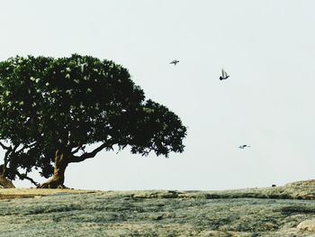 Birds flying over trees