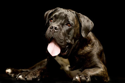 Close-up of dog against black background