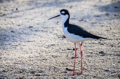 Seagull perching on a beach