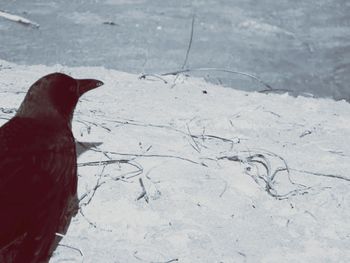 Close-up of bird on snow