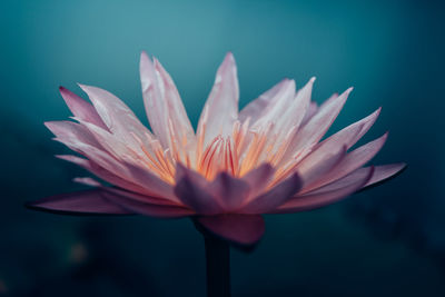 Close-up of a pink waterlily against blue blurred background