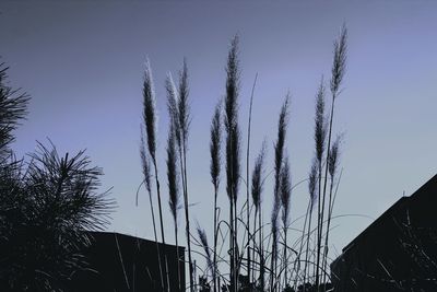 Low angle view of plants against clear sky