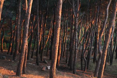 Trees in forest