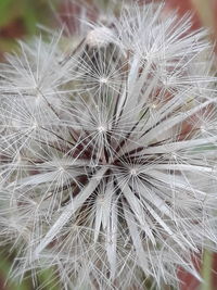 Close-up of dandelion on plant