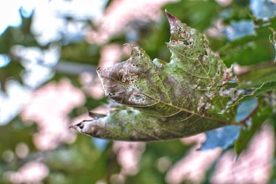 Close-up of leaves on tree